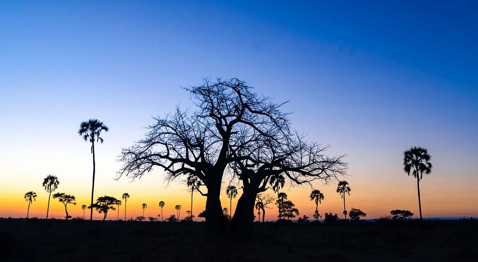 Tarangire National Park highlight