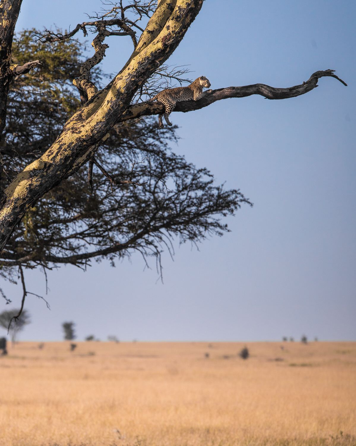 Safari sunset over the African savanna